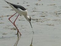 Himaletopus himaletopus 40, Steltkluut, Saxifraga-Willem van Kruijsbergen