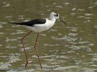 Himaletopus himaletopus 41, Steltkluut, Saxifraga-Willem van Kruijsbergen