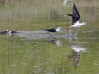 Himaletopus himaletopus 46, Steltkluut, Saxifraga-Mark Zekhuis