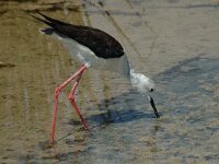 Himaletopus himaletopus 5, Steltkluut, Saxifraga-Jan van der Straaten