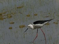 Himaletopus himaletopus 58, Steltkluut, Saxifraga-Jan van der Straaten