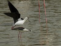Himaletopus himaletopus 71, Steltkluut, Saxifraga-Willem van Kruijsbergen