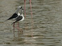 Himaletopus himaletopus 73, Steltkluut, Saxifraga-Willem van Kruijsbergen