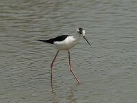 Himaletopus himaletopus 77, Steltkluut, Saxifraga-Willem van Kruijsbergen