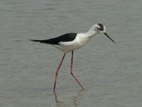 Himaletopus himaletopus 78, Steltkluut, Saxifraga-Willem van Kruijsbergen