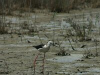 Himaletopus himaletopus 93, Steltkluut, Saxifraga-Dirk Hilbers