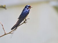 Hirundo rustica 200, Boerenzwaluw, Saxifraga-Tom Heijnen