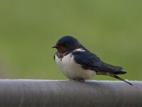 Hirundo rustica 55, Boerenzwaluw, Saxifraga-Jan Nijendijk