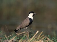 Hoplopterus spinosus 2, Sporenkievit, Saxifraga-Arie de Knijff