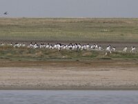 Ichthyaetus ichthyaetus 2, Reuzenzwartkopmeeuw, Saxifraga-Mark Zekhuis