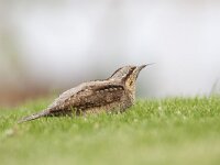 Jynx torquilla 21, Draaihals, Saxifraga-Mark Zekhuis