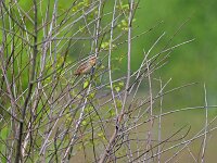 Jynx torquilla 25, Draaihals, Saxifraga-Tom Heijnen