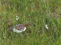 Lagopus lagopus lagopus 13, Moerassneeuwhoen, Saxifraga-Hans Dekker