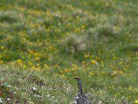 Lagopus muta 34, Alpensneeuwhoen, Saxifraga-Luuk Vermeer