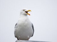 Larus argentatus 122, Zilvermeeuw, Saxifraga-Bart Vastenhouw