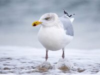 Larus argentatus 39, Zilvermeeuw, Saxifraga-Bart Vastenhouw