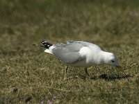 Larus canus, Common Gull