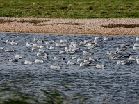 Larus canus 62, Stormmeeuw, 2e kj, adult, Saxifraga-Theo Verstrael