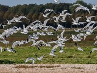 Larus canus 88, Stormmeeuw, 2e kj, adult, Saxifraga-Theo Verstrael