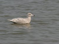 Larus hyperboreus, Glaucous Gull