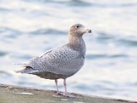 Larus hyperboreus 11, Grote burgemeester, Saxifraga-Bart Vastenhouw