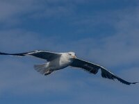 Larus marinus 56, Grote mantelmeeuw, adult, Saxifraga-Theo Verstrael