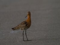 Limosa limosa 102, Grutto, Saxifraga-Jan Nijendijk