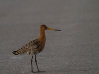 Limosa limosa 104, Grutto, Saxifraga-Jan Nijendijk