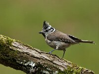 Lophophanes cristatus 101, Kuifmees, Saxifraga-Luuk Vermeer