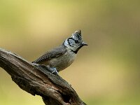 Lophophanes cristatus 102, Kuifmees, Saxifraga-Luuk Vermeer