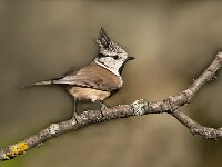 Lophophanes cristatus 103, Kuifmees, Saxifraga-Luuk Vermeer