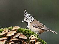 Lophophanes cristatus 105, Kuifmees, Saxifraga-Luuk Vermeer