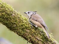 Lophophanes cristatus 107, Kuifmees, Saxifraga-Luuk Vermeer