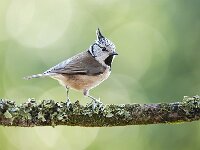 Lophophanes cristatus 113, Kuifmees, Saxifraga-Luuk Vermeer