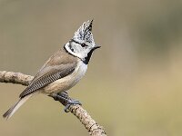 Lophophanes cristatus 114, Kuifmees, Saxifraga-Luuk Vermeer