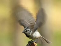 Lophophanes cristatus 120, Kuifmees, Saxifraga-Luuk Vermeer