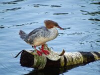 Mergus merganser 13, Grote zaagbek, Saxifraga-Hans Grotenhuis