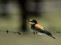 Merops apiaster 71, Bijeneter, adult, Saxifraga-Theo Verstrael