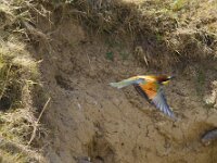 Merops apiaster 72, Bijeneter, Saxifraga-Jan Nijendijk
