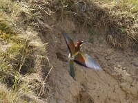 Merops apiaster 77, Bijeneter, Saxifraga-Jan Nijendijk
