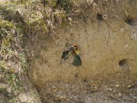 Merops apiaster 80, Bijeneter, Saxifraga-Jan Nijendijk