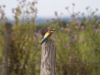 Merops apiaster 81, Bijeneter, Saxifraga-Jan Nijendijk