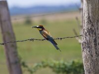Merops apiaster 84, Bijeneter, Saxifraga-Jan Nijendijk