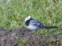 Motacilla alba 151, Witte kwikstaart, Saxifraga-Jan Nijendijk