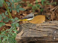 Motacilla cinerea 22, Grote gele kwikstaart, Saxifraga-Tom Heijnen