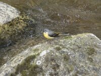 Motacilla cinerea 49, Grote gele kwikstaart, Saxifraga-Willem van Kruijsbergen