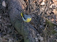 Motacilla cinerea 57, Grote gele kwikstaart, Saxifraga-Tom Heijnen