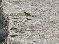 Motacilla flava 114, Gele kwikstaart, Saxifraga-Willem van Kruijsbergen