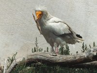 Neophron percnopterus, Egyptian Vulture
