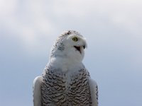 Nyctae scandiaca, Snow Owl